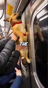 Subway Doors CLOSED On Dog's Leash... Train Started Moving 😰❤️