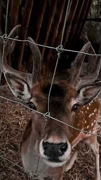 This Changes Everything About Deer Defense #gardensecrets #diy