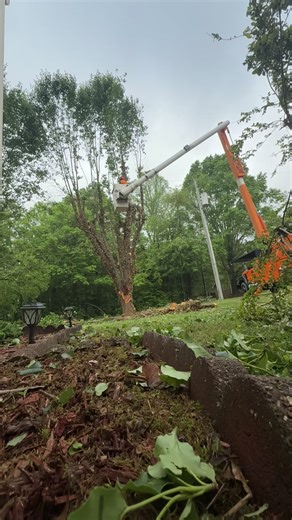 Professional Tree Services for Safe Tree Management