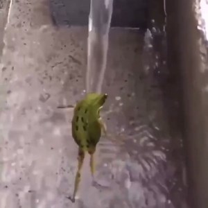 Frogs Vibing 🐸 on Instagram: "me in the shower - - - - - - n4ture - - #bruh #funny #meme#memes #toad #frog #cottagecore #goblincore #soft #cool #cursed #cursedimages #frogsofinstagram #🐸"