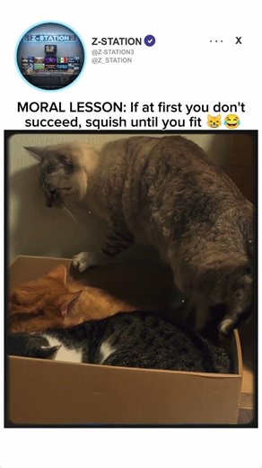 Squish until you fit 🤣 #cat #animal #pets #fit