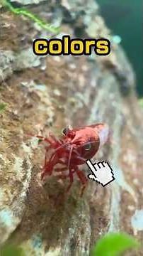 Did You Know Shrimp Come in THIS Many Colors?