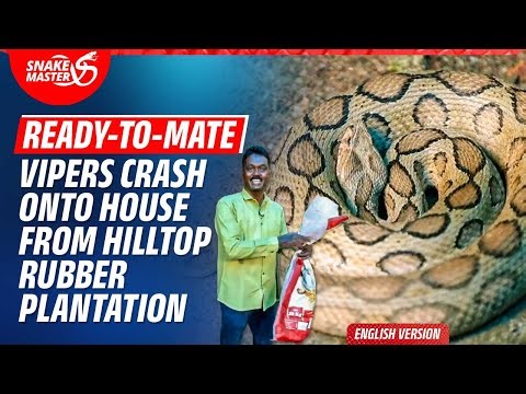 EP 171 | One of the couple vipers coils up, preparing to strike Vava… See what happens in the end