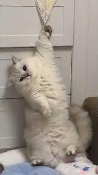 He Might Be The Goofiest Cat Ever 😂