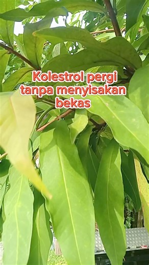 Atasi kolestrol dengan ramuan herbal ini❗ ##infokesehatan #daunjambu #jambuair #ramuanherbal #herbalalami #sehatalami #kesehatan #tanamansekitar | Family Lusiana