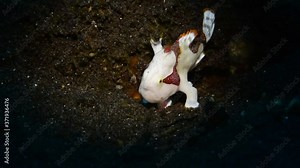 Warty frogfish (Clown frogfish) - Antennarius maculatus hunting. Macro underwater video. Diving in Tulamben, Bali, Indonesia. Stock Video