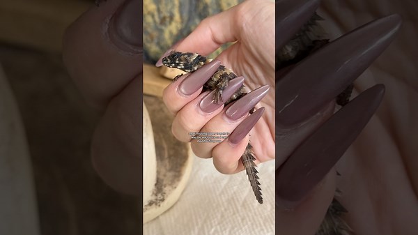 Unboxing My Rare Armadillo Lizard—See This Unique Pet