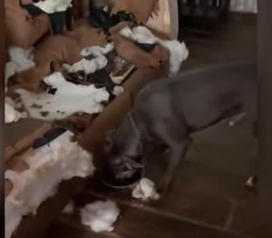 Home Alone: This dog destroys his home, owner thinks they've been burgled