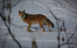 Coyote Sightings More Frequent in Fall, Spring