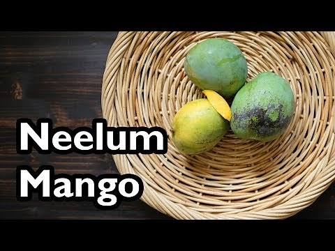 Truly Tropical Mango Varieties- ‘Neelum’