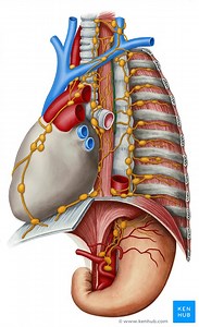 Thoracic duct