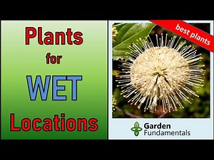 Best Plants That Love it Wet ☔️🌈☔️ Ideal for Wet Places and Bog Gardens