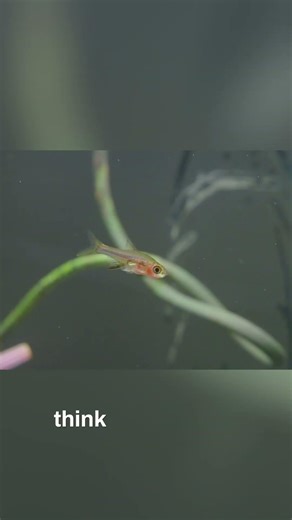 Tiny Axelrodia Rasbora: The Ultimate Micro Fish Guide #shorts