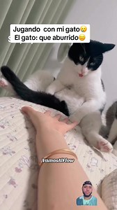 El gato 🐈‍⬛; que aburrido 😑 #reels #funny | Vamos Al Flow