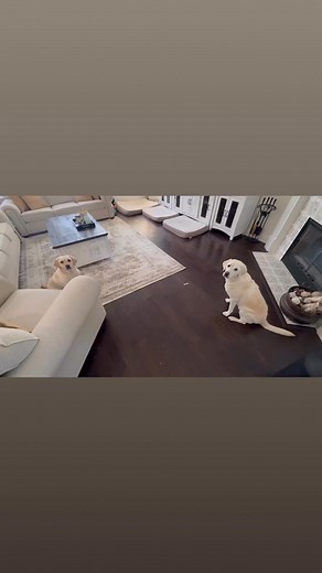 16 reactions · 13 comments | Good thing they can’t count! | Lynne Ann | Facebook