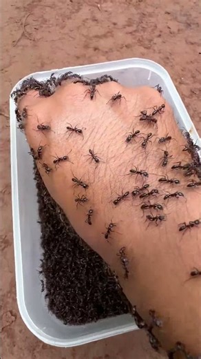 Survival Skills - Saving Cute Animal From Fire Ants Nest🦙🐜