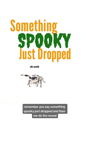 This is exactly how it goes. #jumpingspider #pets #spooky #fyp