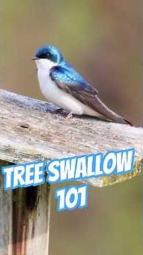Tree Swallow 101 #birds #treeswallow #wildlife