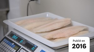 Le pangasius, poisson de la controverse