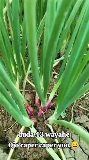 @~FINISCIUS~🇮🇩 (@thoni.aly)’s videos with original sound - Vida_Cendoljasataiwan