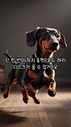 숙소 침대 점프 주의! 닥스훈트 허리 지키는 휴대용 슬라이드 활용법 #닥스훈트 #강아지허리디스크 #강아지슬라이드 #강아지계단 #닥스온 #반려견동반숙소 #강아지