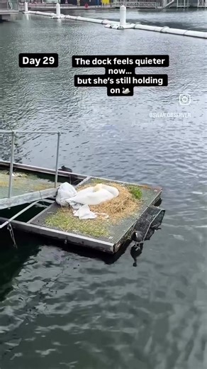Swan and Coot Life at Royal Docks