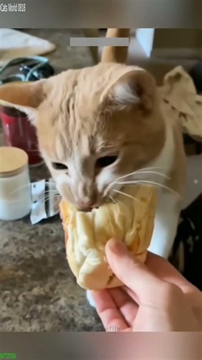 Funny Cats 2024 🙀 funny cats moments 😾 # Ep 5057