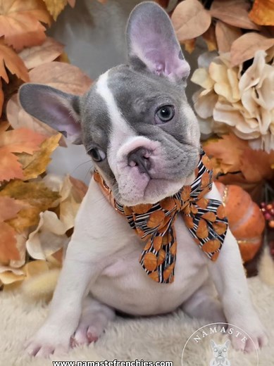 It's officially snuggle season 🤎🍂 We have two gorgeous Lilac Pied girls available. Ivy & Fern were born ready to be your Netflix snuggle buddies 🤗 www.namastefrenchies.com 🌾 Botanical Litter 🌾 Sage x Sir Thomas Cook ✨️ 6-Panel C3 Clear AKC PUPPIES ✨️ 7-Panel Clear AKC OFA CHIC Dam ✨️ 8-Panel C3 Clear AKC OFA CHIC Sire Our dam is 7-panel clear and our sire is 8-panel C3 clear, which means their puppies are genetically clear for all 8 conditions by parentage. Each puppy has also been individu