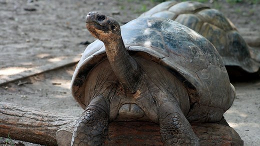 'Seemingly impossible': 100-year-old giant tortoise reproduces for first time