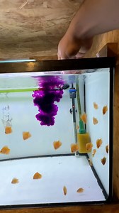 150K views · 900 reactions | Treating my discus fry with potassium permanganate 1️⃣ Add potassium permanganate 2️⃣ Let it work for 30–45 minutes 3️⃣ Neutralize with hydrogen peroxide 4️⃣ Finish with a water change Healthy fish, happy hobby!✨ #discus #fish #aquarium #tank #breeding #fry | Joan's Discus | Facebook