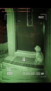 1.6M views · 5.6K reactions | #dog #doglover #dogs #pets #home #HomeDecor #welcome #PetLovers #petcare #mascotas #perritos #cachorro | CERO | Facebook