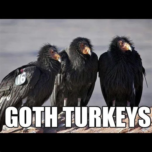 Enjoy! #fyp #thedrunkopossum #funnyanimals | Funny Animals