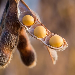 Organic Polymers - Precision Labs