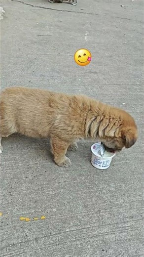 流浪小狗的治愈瞬间，看完压力全没了The healing moments of stray puppies, all stress is gone after watching them