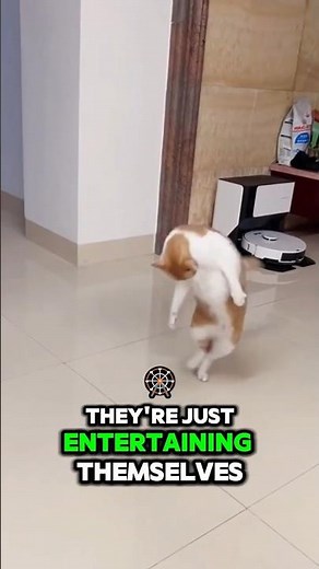 Why Do Cats Chase Their Tails Like Dogs? The Wild Truth 🌀