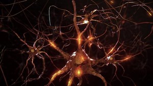 3d Animation Neurons Neural Connections Nerve Stock Footage Video (100% Royalty-free) 1096815859 | Shutterstock