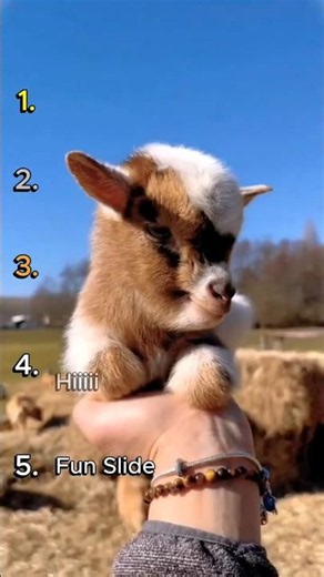 Top 5 Cutest Goats