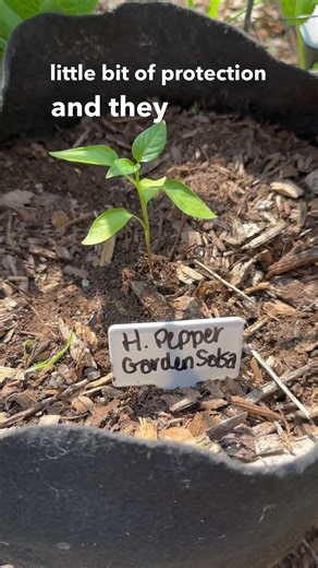 5 comments | Smart Pots Make It Easy to Grow Peppers  Check out...