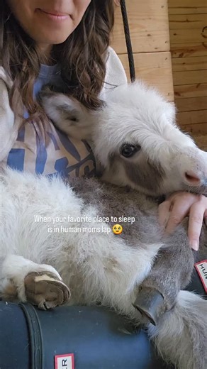 Chelsea Caldwell on Instagram: "Where Stella would nap the best..... in my lap 🥹 #minidonkey #farmlife #caldtothefarm #pepperandstella #happy"