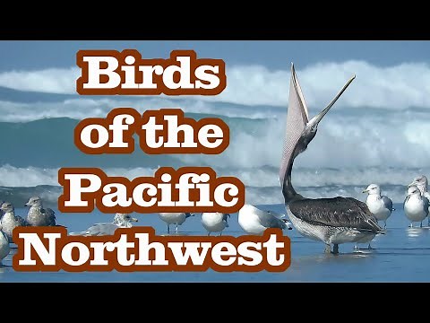 Birds of the Pacific Northwest