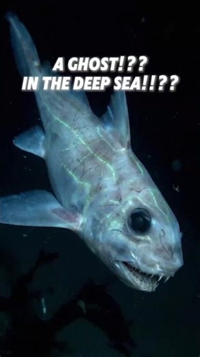 Strangest Fish in the Ocean - Ghost Shark Chimaera 😮🐟