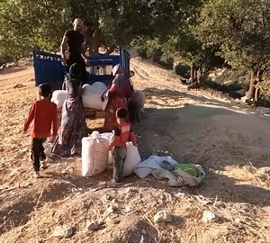 49K views · 1.1K reactions | Nomad Life- Grinding the Harvest with Harvest Machine - Traditional Farming Techniques Unveiled | Grandma Cooking | Facebook