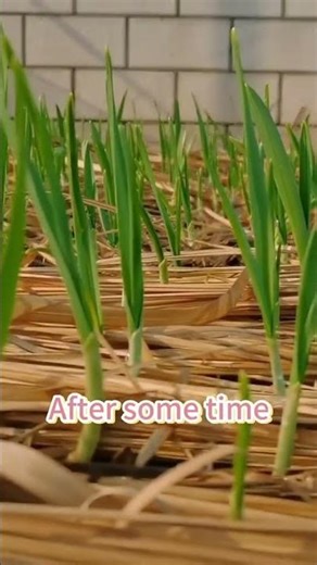 Fertilizing pro tips for beginners