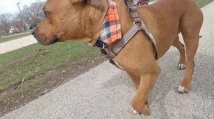 Natalie's Everyday Heroes: Chained Dogs MKE, Inc. rescues abused dogs