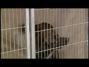 Animal Attacks Prompt Orange Co. Rabies Alert