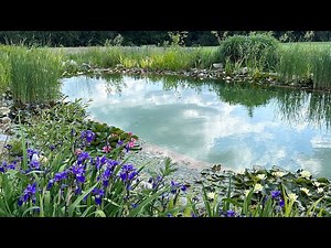 Dziki staw kąpielowy. Staw w ogrodzie biocenotycznym.