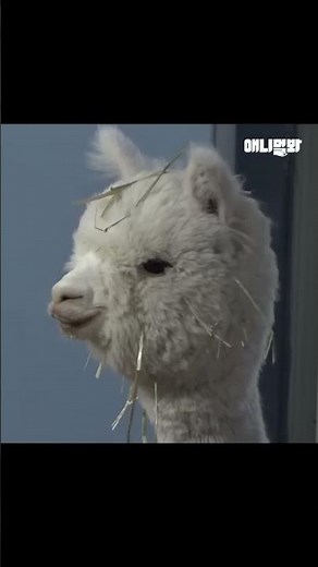 알파카가 밥 먹은 거 티내는 법ㅋㅋㅋ #shorts