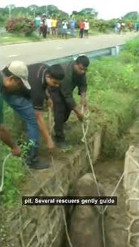 Trapped Baby Elephant Rescued & Reunited With Mom