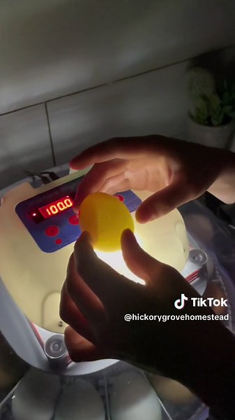 Day four of our hatch and it is time to candle! Candling is a process where you check for any growth in your hatching eggs. We almost have 100% of our babies growing currently! Fun fact: Did you know by day 4, the chick’s eye has started to form and the amniotic cavity is in place to protect the embryo?? #egghatching #chickenknowledge #hatchingeggs #candlingeggs #eggcandling #chickens #babychicks