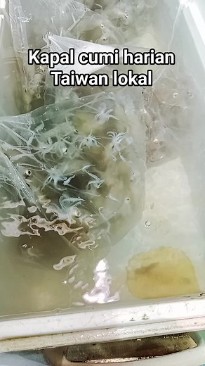 Kapal cumi Taiwan #Kapal #lokal | Thiz Lampes